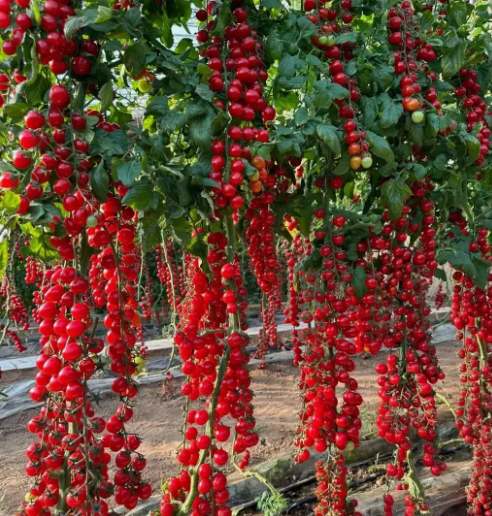 VC 100 Waterfall Tomatoes Seeds Sweet High Yield Heirloo Fast Shipping US - $8.50
