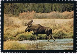 Postcard Bull Moose Bolts For Shore Northern Rockies Montana - $2.96