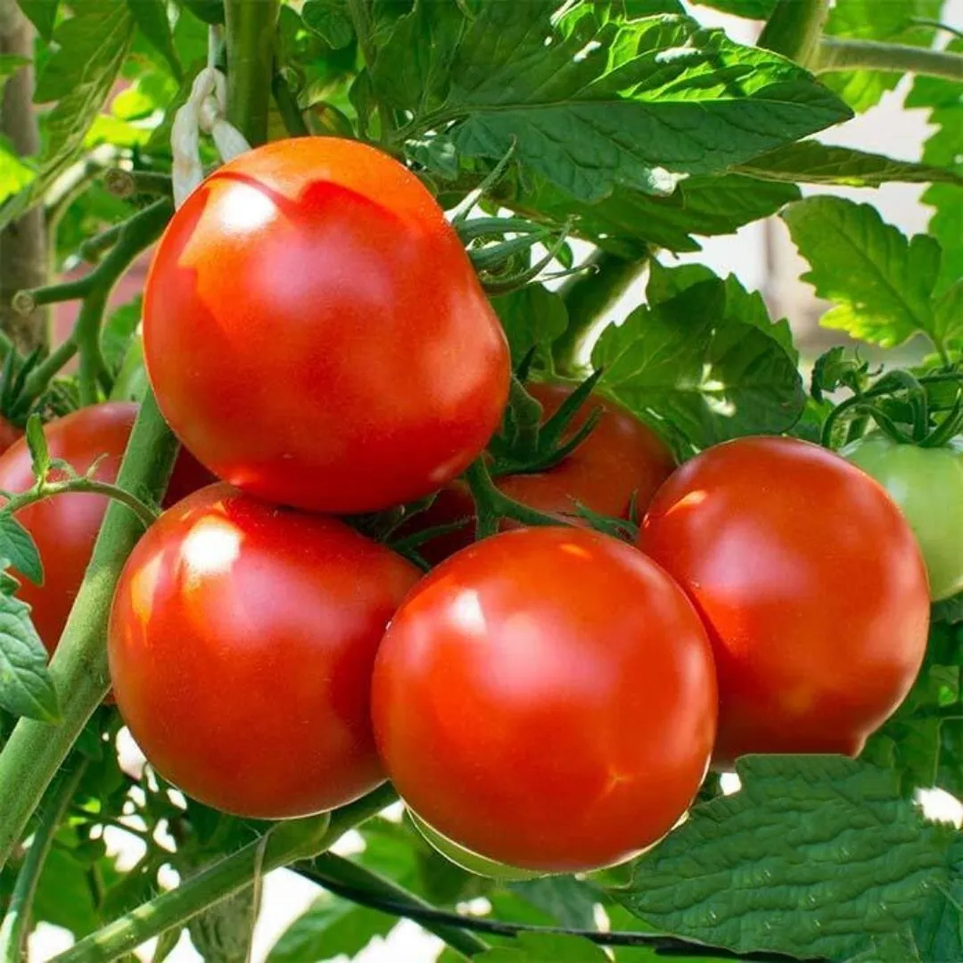 Oregon spring Tomato Seeds  Non GMO 50+ Seeds - £5.65 GBP