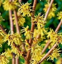 10 Harvest Moon Witch Hazel Seeds Hamamelis Virginiana Harvest Moon Ships From U - £9.34 GBP