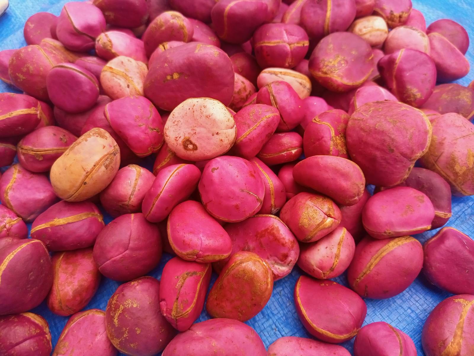 Red cola nut, Rubra(Cola nitida), 300g nuts cost(5 USD, shipping cost(10 USD), P Item image 4