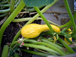 50 Yellow Crookneck Squash Summer Cucurbita Pepo Vegetable Seeds  - £4.23 GBP