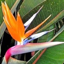 Bin1D#1R8D2 Bird Of Paradise Strelitzia Reginae 15 Fresh Seeds USA Seller - £16.13 GBP