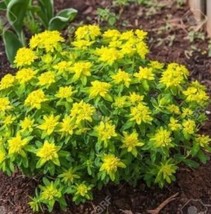 Cushion Spurge Flower Seeds Euphorbia Polychroma 15 Seeds - $10.11