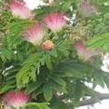 New Fresh Albizia Julibrissin E H Wilson Silk Tree 1 To 2 Feet Tall Ship... - $111.83 CAD