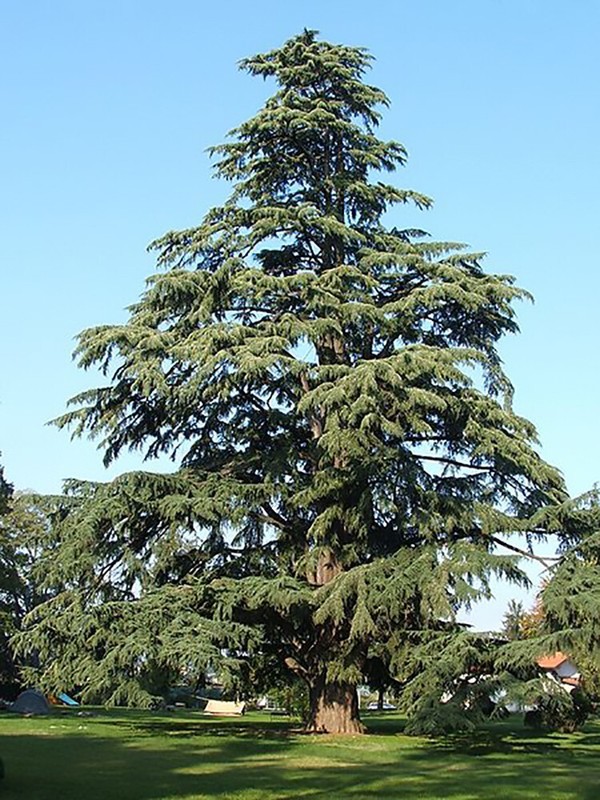 Deodar Cedar Himalayan Cedar Cedrus Deodara Tree Fragrant Evergreen ...
