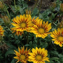 USA Seller Mpb#12 Gazania Seeds New Day Red Stripe Gazania Linearis 15 Thru 200  - £11.29 GBP