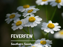 100 Seeds Feverfew Perfect For Garden Planting Immediate Gardening Start - £7.10 GBP