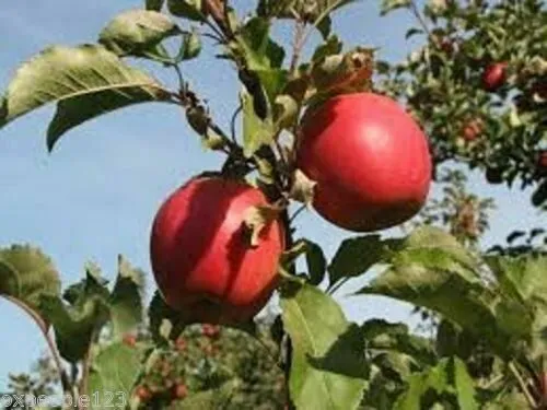Apple Tree Seeds  Native Fruit 5 Pink Lady Seeds - £8.26 GBP