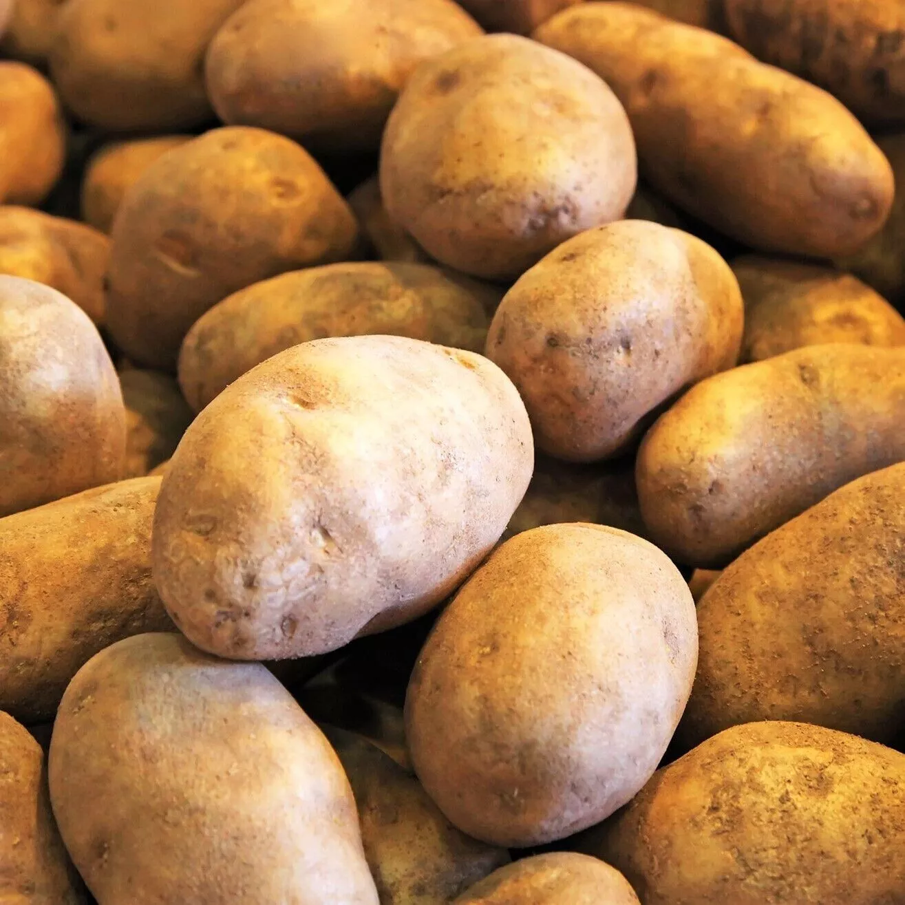 16OZ Russet Seed Potatoes | USDA Certified Planting 1lb Burbank Potato S... - $24.85