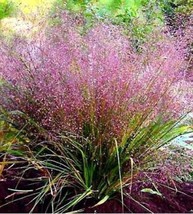 100 Purple Lovegrass Eragrostis Spectabilis Native Love Grass   - £13.35 GBP