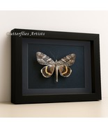 Yellow-banded Underwing Catocala cerogama Real Moth Framed Entomology Sh... - €50,88 EUR