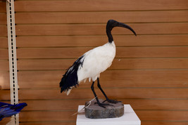 Museum Quality African Sacred Ibis Taxidermy Mount - $1,800.00