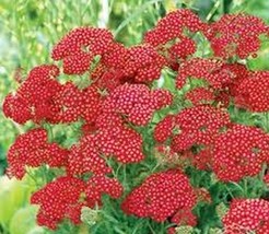 50 Pcs Red Rubra Yarrow Flower Seeds #MNSS - £11.79 GBP
