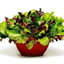 601 Gourmet Salad Mix Seeds Leaf Lettuce Blend Organic Garden Containers Easy - £8.96 GBP
