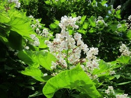 5 Southern Catalpa Indian Bean seeds Tree Cigar Flowering Native Beauty - $8.56