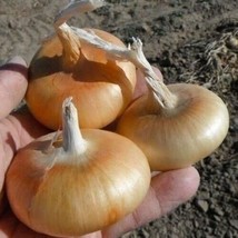 USA Seller 200 Cipollini Onion Seeds Yellow Sweet Organic - £6.74 GBP