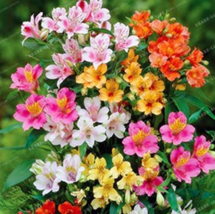 Worldwide Shipping 100Pcs Alstroemeria Bonsai Peruvian Lily Alstroemeria Inca Ba - $10.90