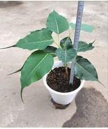 Live Cocoa Plant Theobroma Cacao, 25 Seeds D - $18.35