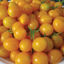 50 Seeds Blondkopfchen Tomato Juicy Tomatoe Vegetable Garden Fresh USA Shipping - $9.40