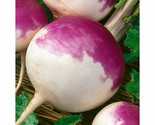 700 Purple Top Turnip Seeds Non-Gmo Fast Shipping - $8.99