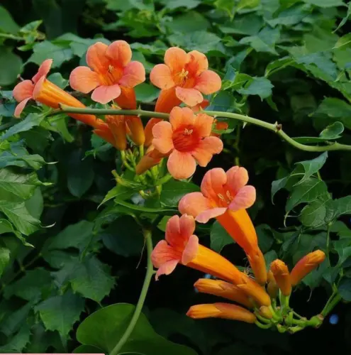 25 Heirloom Native Orange Trumpet Vine Seeds Campsis Radicans Perennial Fresh Ga - £6.26 GBP