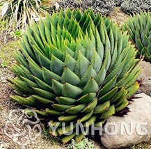 Rare Spiral New Plant Succulents Bonsai, MESA Aloe polyphylla Rotation Aloe Vera - £6.62 GBP