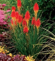 100Pcs Kniphofia ’Flaming Torch Lily’ Seeds Red Hot Poker Garden USA Seller - £15.86 GBP