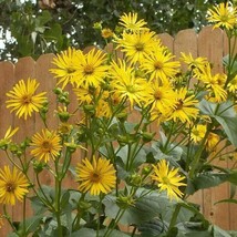 25 Cup Plant Silphium Perfoliatum Flower Seeds Beautiful! Sunflower USA ... - £10.74 GBP