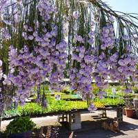 Only 1 Piece Psoralea Fleta Seed Real Weeping Blue Broom Blue Willow Pea... - $13.97
