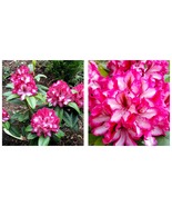 USA Seller - POMEGRANATE SPLASH Rhododendron Rooted STARTER Plant MAY BE... - £46.89 GBP