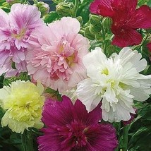 US Seller 50 Seeds Hollyhock Summer Carnival Mixed Biennial Plant Spring / Fall - £7.93 GBP