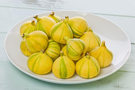 100 Panache Tiger Stripe Fig Seeds Fresh Seeds USA - $9.96