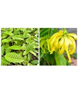 Ylang-ylang (anonáceas) /Cananga odorata/Live tree - $116.24 CAD