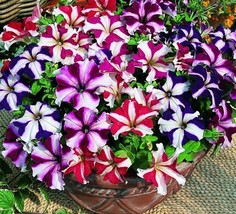 Petunia Seeds Star Mix Multiflora Petunia Seeds Hanging Baskets Non Gmo 75ct - $9.29