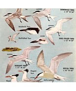 Terns Birds Five Varieties And Types 1966 Color Art Print Nature ADBN1s - $379.94 MXN
