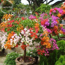 New Fresh New Mix Color Bougainvillea Santa Rita Bonsai Flowers 50 Seeds Buganvi - £3.51 GBP