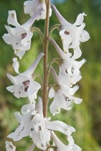 Delphinium Vinescens Prairie Larkspur 8 Seeds Fresh Garden USA SELLER - £16.71 GBP