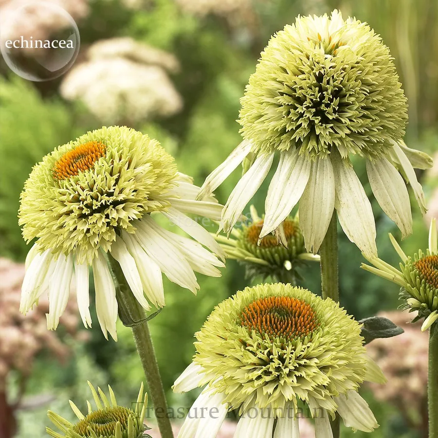 Coconut Lime&#39; Echinacea, 100 Seeds, coneflower single row of green - £5.99 GBP