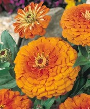 Grow In US 100 Seeds Zinnia Elegans Orange King - £6.67 GBP