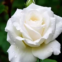 White Rose Seeds, Fresh Seeds, High Germination Rate Plant Vegetable Seeds - $8.00