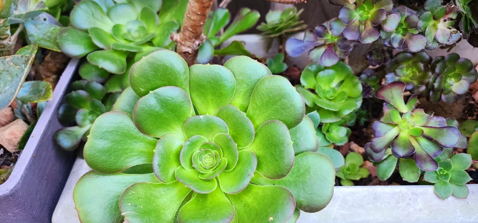 Aeonium Garnet single cutting 10-20&quot; FULLY ROOTED USA Seller - $10.00