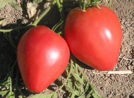 30 Pink Oxheart Tomato Seeds Fresh Gardening - $13.26 CAD