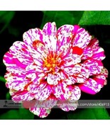 30 Seeds Zinnia Angustifolia Rose Red White Youth-and-old-age Double Blooms - $197.38 MXN