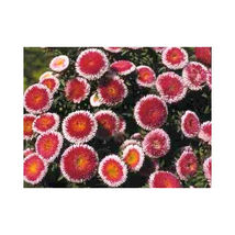 50 Seeds Hi No Maru Aster Red &amp; White Callistephus Flower - £13.62 GBP