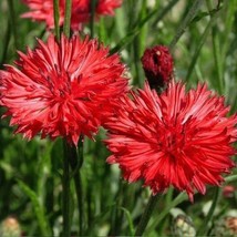 Cornflower Bachelor Button Tall Red Heirloom Flower Sun/Shade Non-Gmo 40... - £7.76 GBP