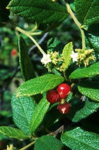 Cordia bahamensis, Granny Bush Cocobey Florida native wild shrub seed 20 seeds - £7.16 GBP