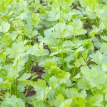 Coriander - Seeds - Organic - Non Gmo - Heirloom Seeds – Herb Seeds FRESH - $8.79