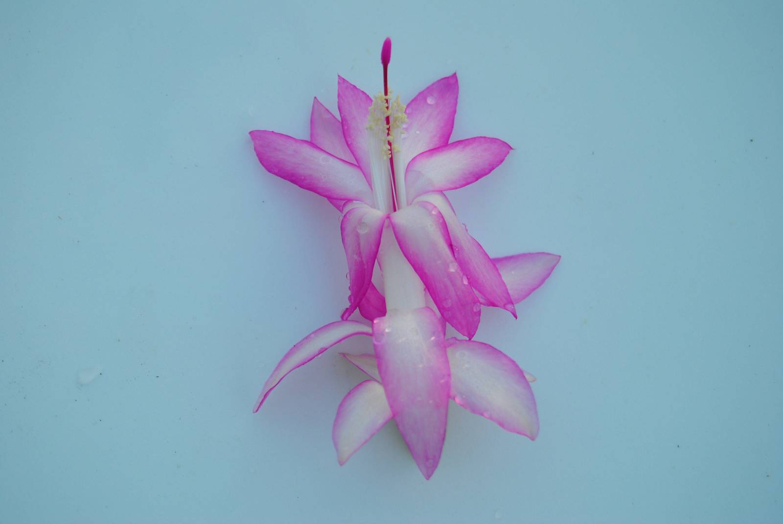 Madame Butterfly~~Christmas Cactus Well Rooted Starter Plant~~ Schlumber... - $17.99