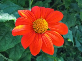 Mexican Sunflower Seeds 50 Tithinia Torch Flower Fresh Gardening USA Shipping - $6.10